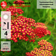 Тысячелистник обыкновенный 'Paprika' - Achillea millefolium 'Paprika' р9