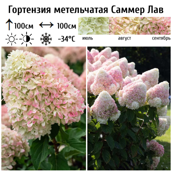 Основное изображение товара