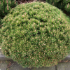 Сосна горная (Pinus mugo) Бенджамин 35-40 С10 ГШт/25