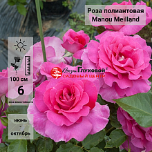 Основное изображение товара