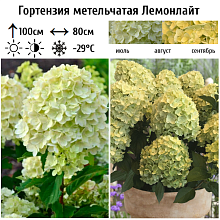 Основное изображение товара