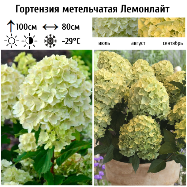 Основное изображение товара