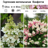 Гортензия метельчатая (Hydrangea paniculata) Конфетти Р9 СП/25