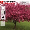 Яблоня (Malus) Роялти 125-150 С25 РАч/25 п