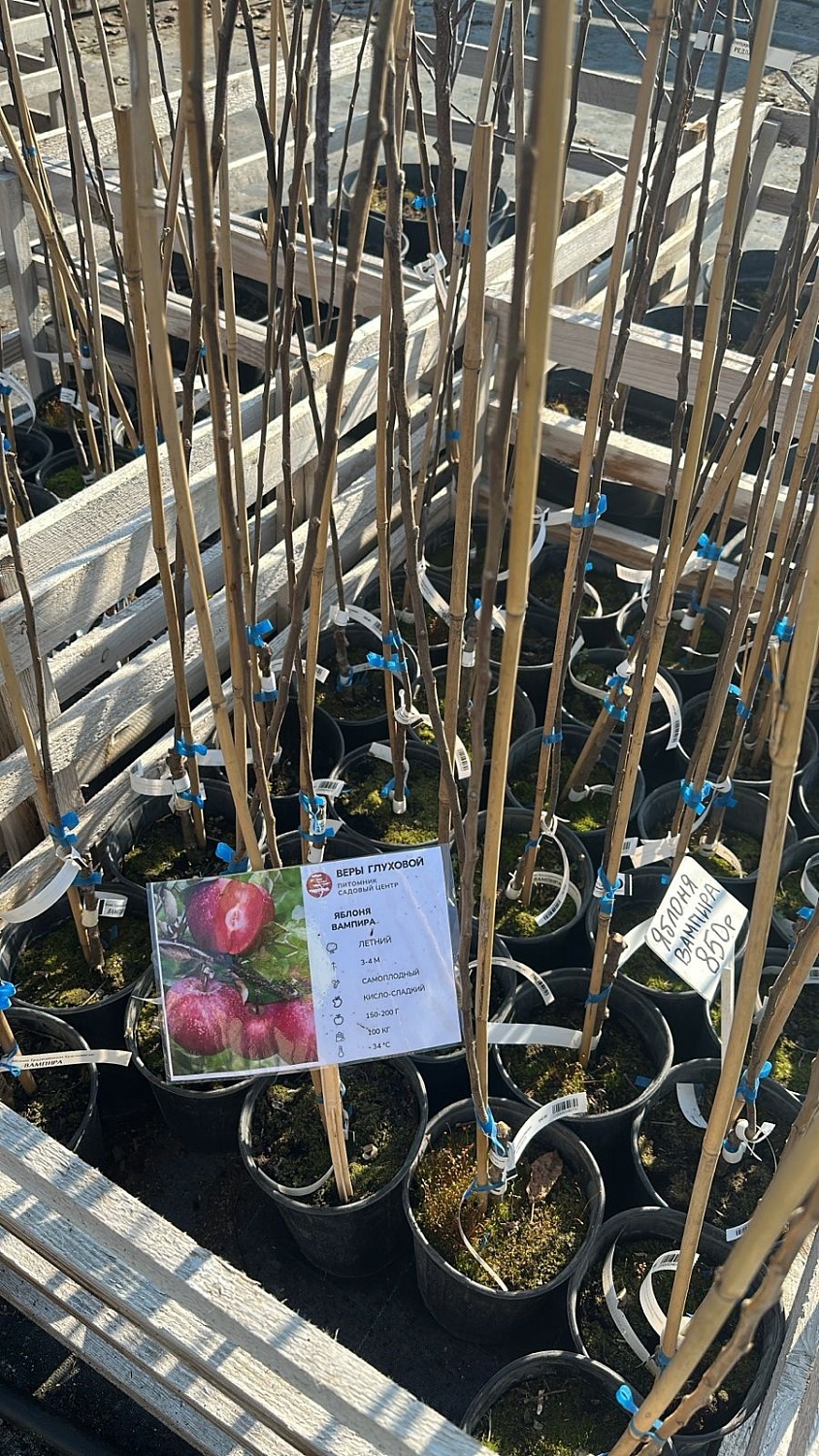 Розовая мякоть, восхитительный вкус – красномясые яблони в продаже!