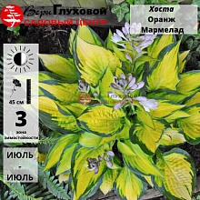 Основное изображение товара
