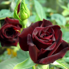 Роза чайно-гибридная 'Black Baccara' С7 БНвС/25