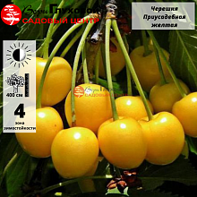 Основное изображение товара