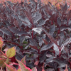 Дерен белый (Cornus alba) Найтфолл С3 СП/25