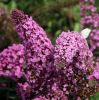 Буддлея Давида (Buddleja davidii) Пинк Делайт С3 СП/23