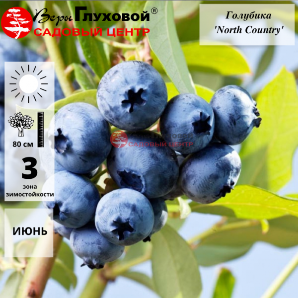 Основное изображение товара