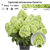 Гортензия метельчатая (Hydrangea paniculata) Панчетта Р9 СП/25