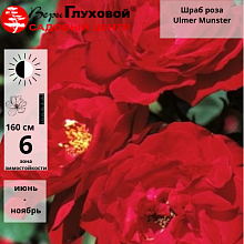 Основное изображение товара