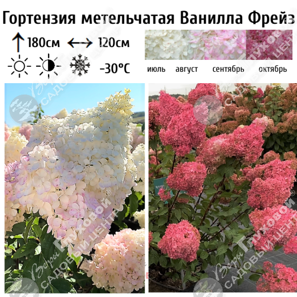 Гортензия метельчатая "Ванила Фрейз" на фото