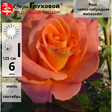 Основное изображение товара