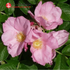 Роза Ругоза (Rosa rugosa) Dagmar Hastrup С5 НАп/24