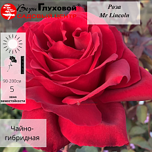 Основное изображение товара