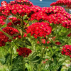 Тысячелистник обыкновенный (Achillea millefolium) Ред Вельвет С3 СП/24