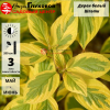 Дерен белый (Cornus alba) Шпэти   С3 СП/24