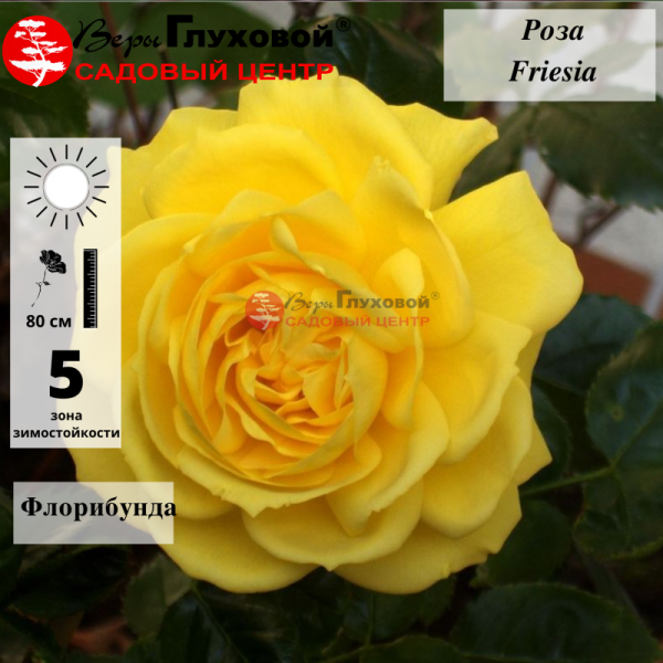 Основное изображение товара