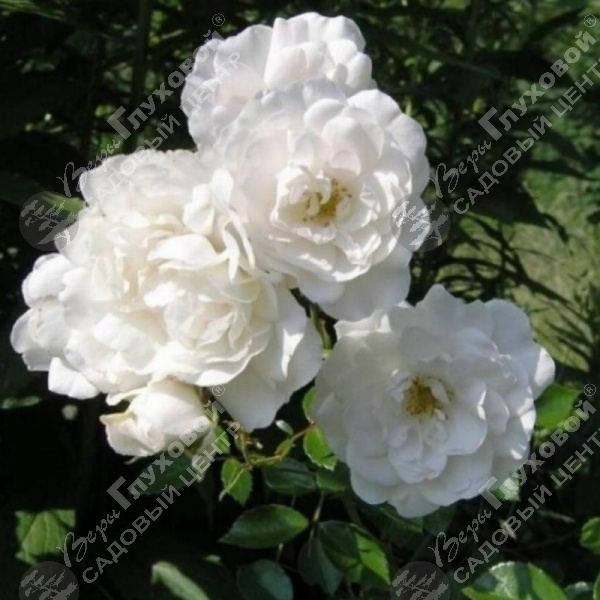Роза миниатюрная" White Fairy" на фото