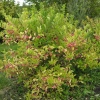 Бересклет европейский (Euonymus europaeus) 40-60 С3 БАл/24