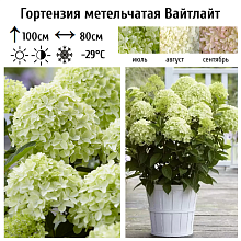Основное изображение товара