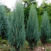 Можжевельник скальный (Juniperus scopulorum) Блю Арроу    С3 СП/24