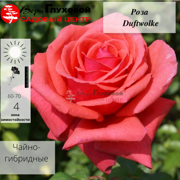 Основное изображение товара