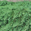 Можжевельник прибрежный (Juniperus conferta) Блю Пасифик Шт-80 С18 ИТМ/25