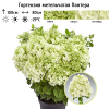 Гортензия метельчатая (Hydrangea paniculata) Пантера Р9 СП/25