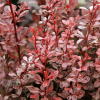 Барбарис Тунберга (Berberis thunbergii) Арлекин  С3 СП/24