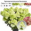 Гортензия метельчатая (Hydrangea paniculata) Пантонелла Р9 СП/25
