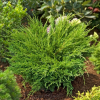 Можжевельник горизонтальный (Juniperus horisontalis) Андорра Компакт  С3 СП/24