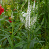Вероника колосковая (Veronica spicata) Сноу Перл С3 СП/24