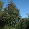 Рябина обыкновенная (Sorbus aucuparia) Шиервотер Сидлинг 300-350 С25 РСав/24