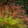 Мискантус китайский (Miscanthus sinensis) Фернер Остен С3 СП/24