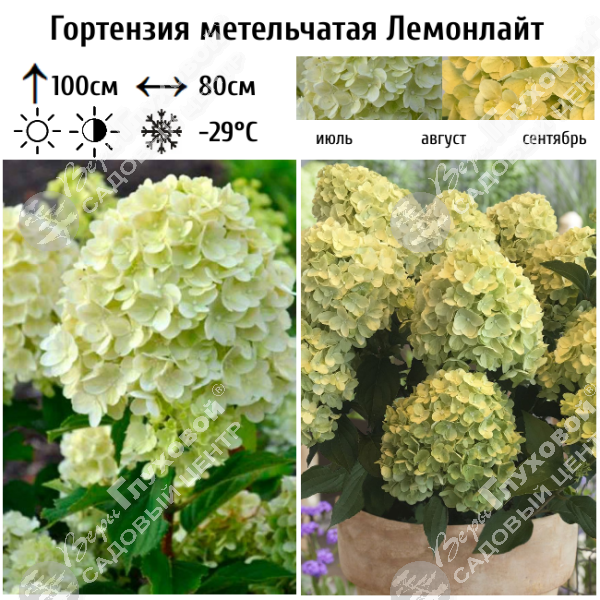 Гортензия метельчатая "Лемонлайт" на фото