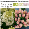 Гортензия метельчатая (Hydrangea paniculata) Литтл Блоссом  С7,5 СП/25
