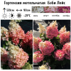 Гортензия метельчатая (Hydrangea paniculata) Беби Лейс Р9 СП/25