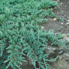Можжевельник горизонтальный (Juniperus horisontalis) Глаука  С5 ПД/24