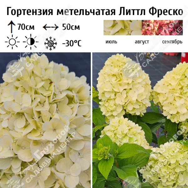 Гортензия метельчатая "Литл Фреско" на фото