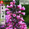 Вейгела цветущая (Weigela florida) Букет Роз  С3 СП/23