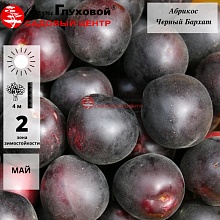 Абрикос Черный Бархат  (летний сорт)