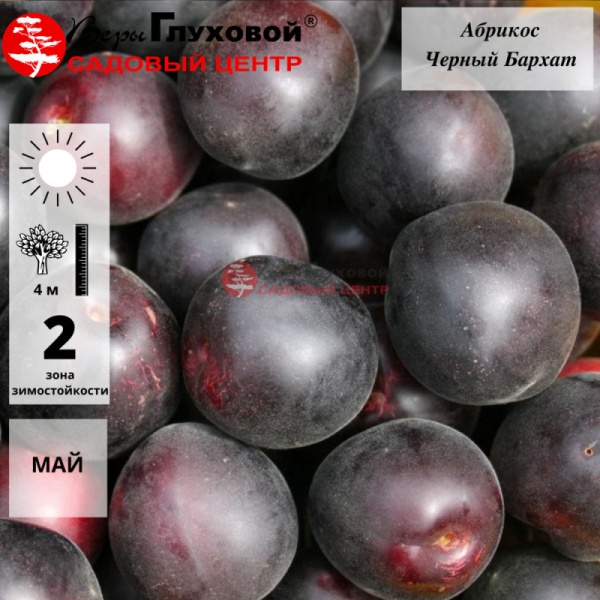 Абрикос Черный Бархат  (летний сорт)