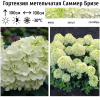 Гортензия метельчатая (Hydrangea paniculata) Саммер Бризе Р9 СП/25