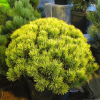 Сосна горная (Pinus mugo) Карстенс Винтерголд 20-25 С4 ГЕ/25