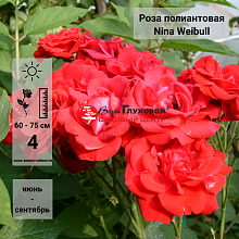 Основное изображение товара