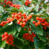 Рябина шведская (Sorbus intermedia) 150-175 С10 БАл/25