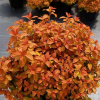 Спирея японская (Spiraea japonica) Зен Спирит Карамель С3 СП/25
